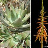 Aloe brevifolia v. depressa JLcoll.253